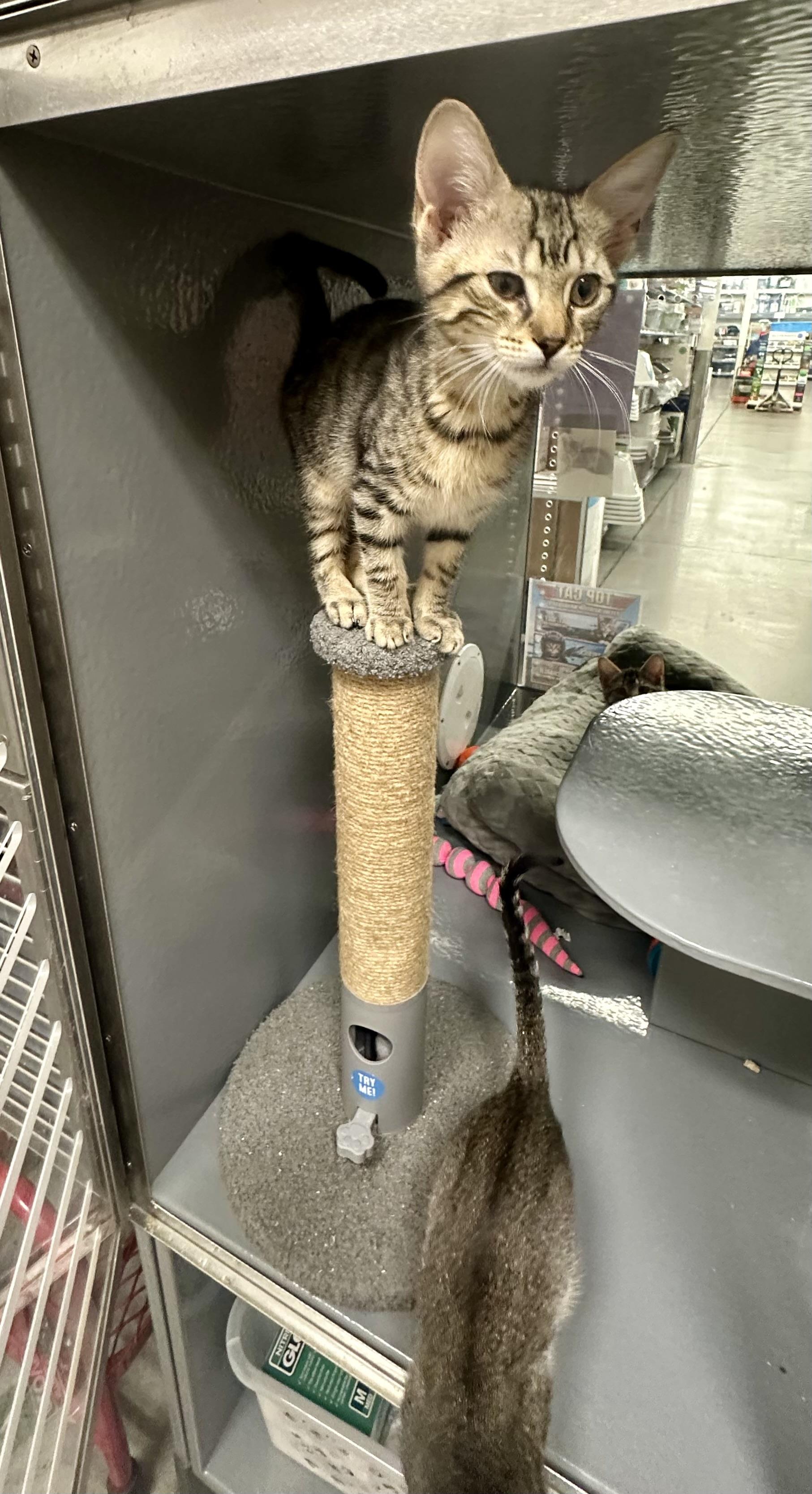 Maverick, an adopted Domestic Short Hair in Beaufort, SC image 6/6