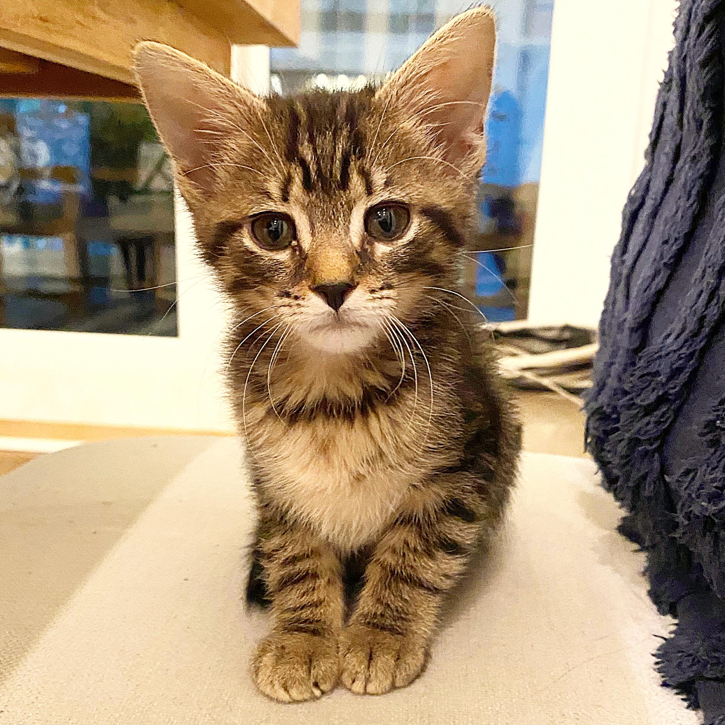 Maverick, an adopted Domestic Short Hair in Beaufort, SC image 2/6