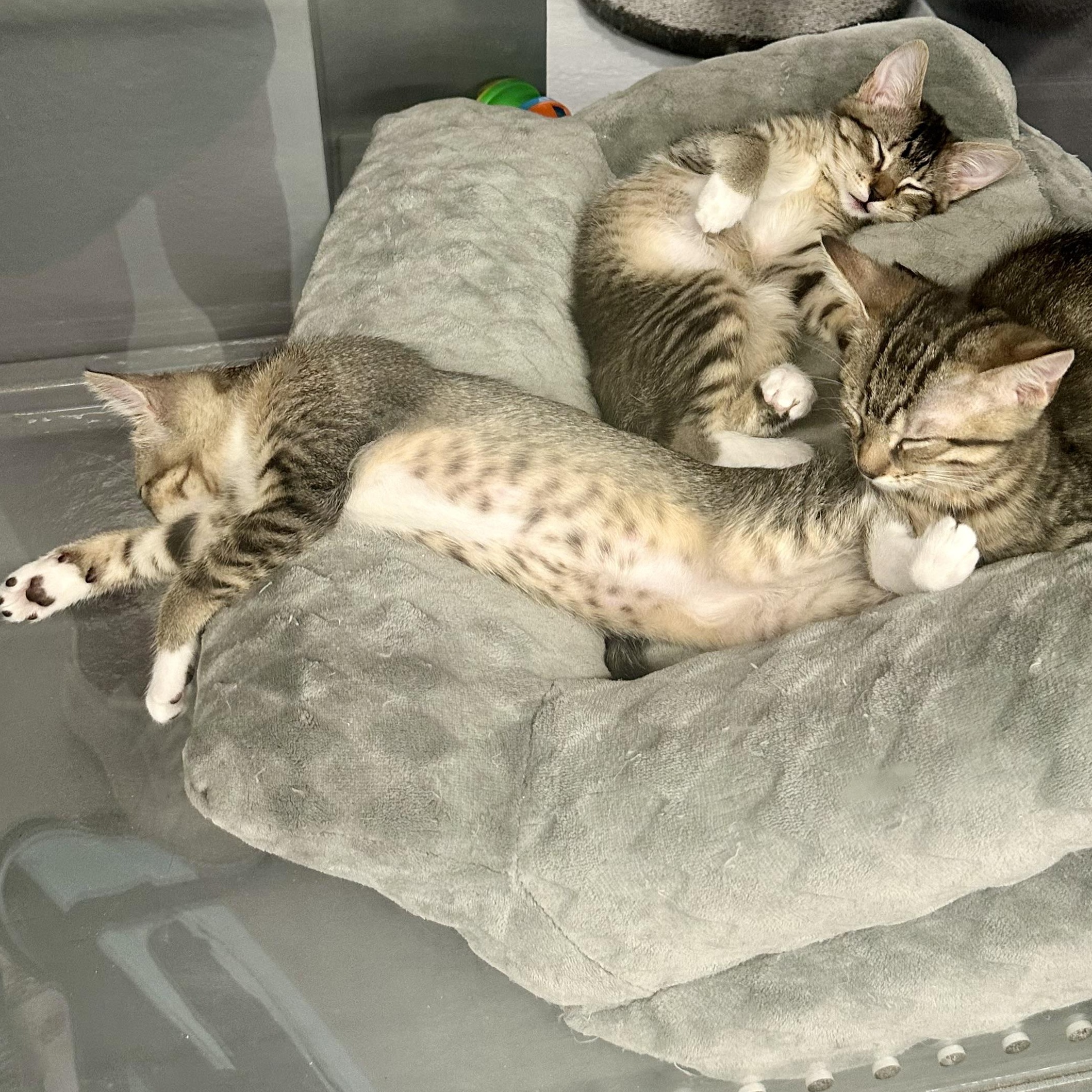Maverick, an adopted Domestic Short Hair in Beaufort, SC image 3/6