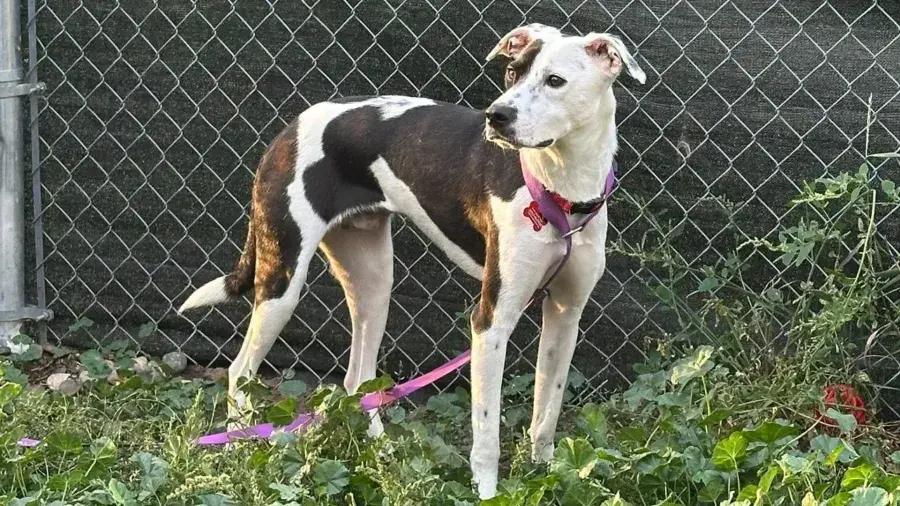 Domino, Adoptable, Adult Male Labrador Retriever.