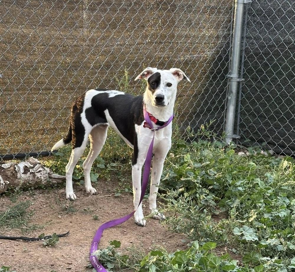 Enlarge Domino, a Adoptable mixed breed in Colorado Springs, CO image 2/2