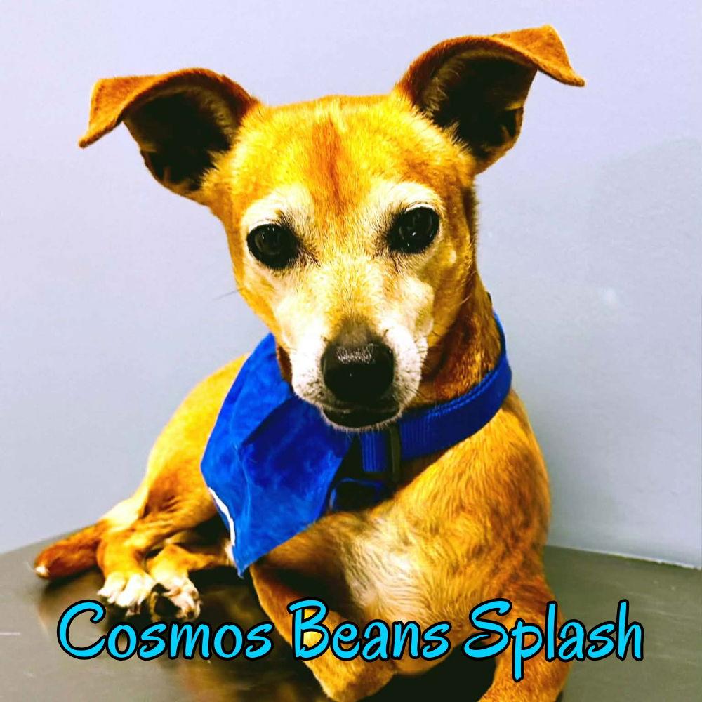 Enlarge Cosmos Beans Splash, a Adoptable mixed breed in San Antonio, TX image 1/3