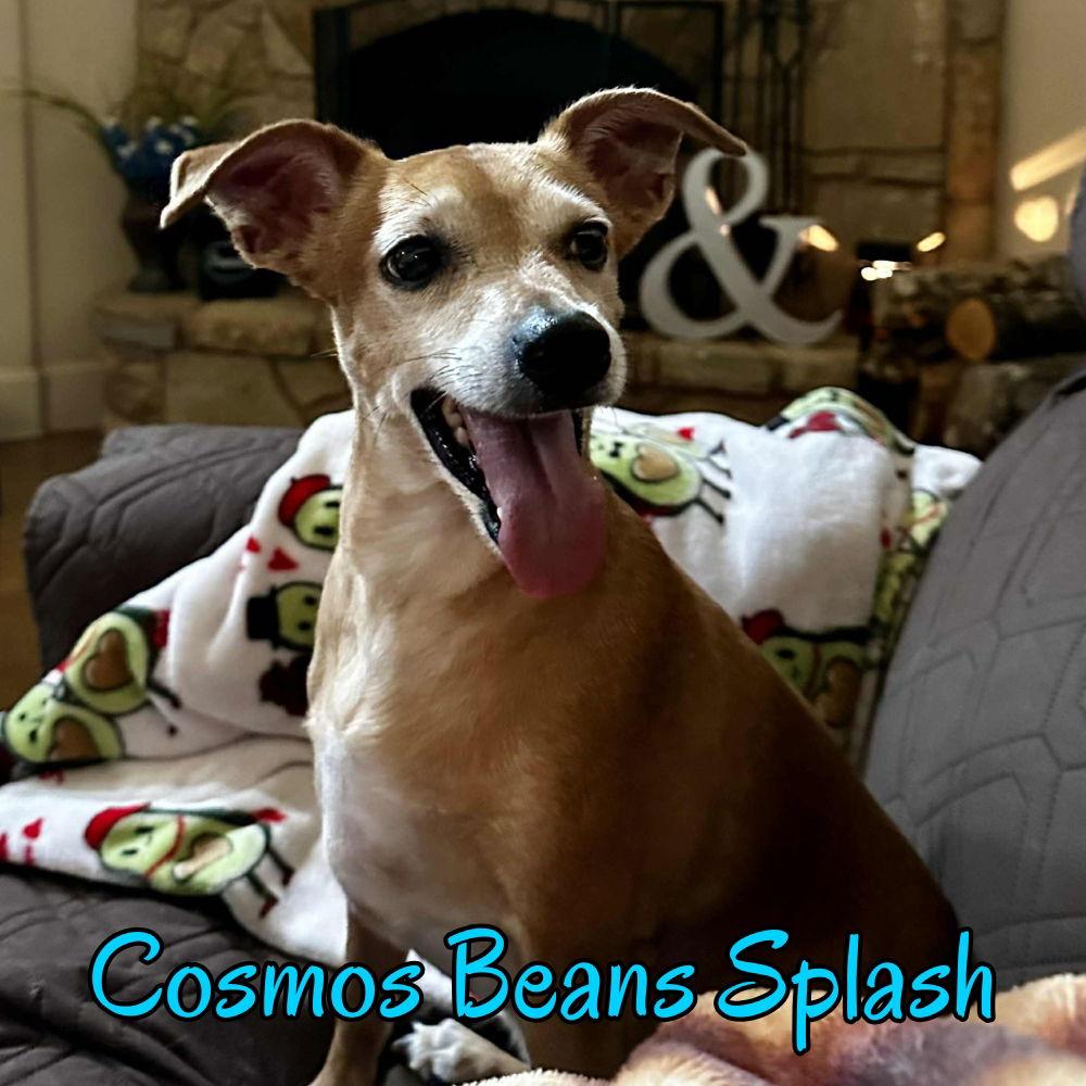 Cosmos Beans Splash, a Adoptable mixed breed in San Antonio, TX image 1/3