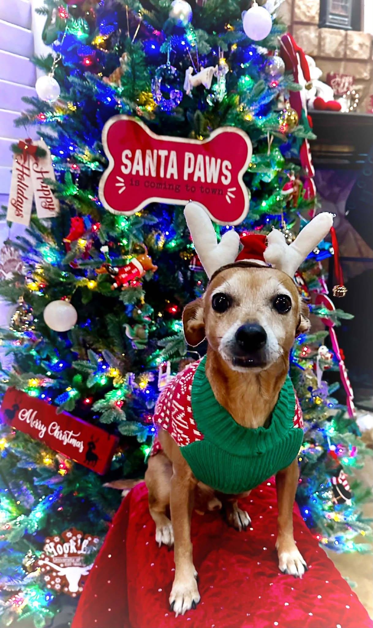 Cosmos Beans Splash, a Adoptable mixed breed in San Antonio, TX image 2/3