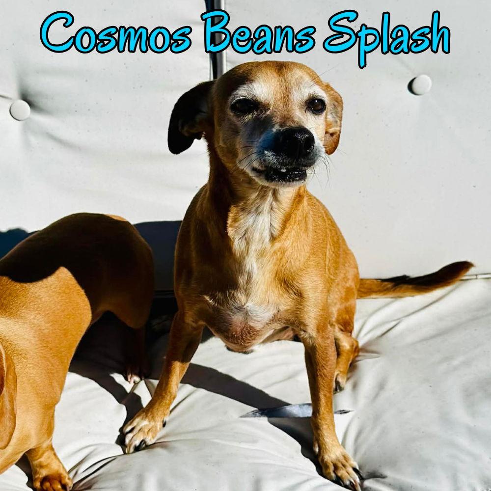 Enlarge Cosmos Beans Splash, a Adoptable mixed breed in San Antonio, TX image 2/3