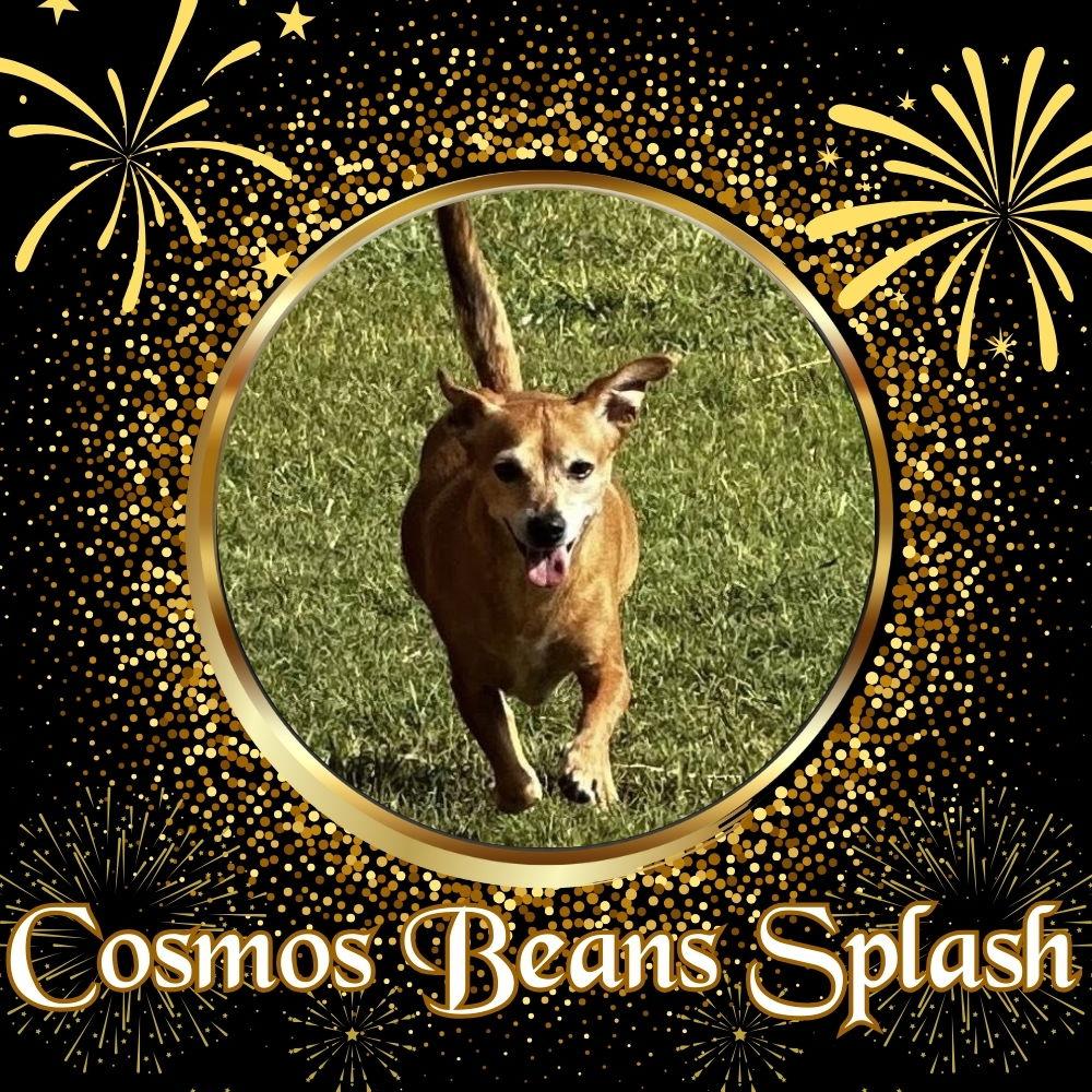 Cosmos Beans Splash, a Adoptable mixed breed in San Antonio, TX image 3/3