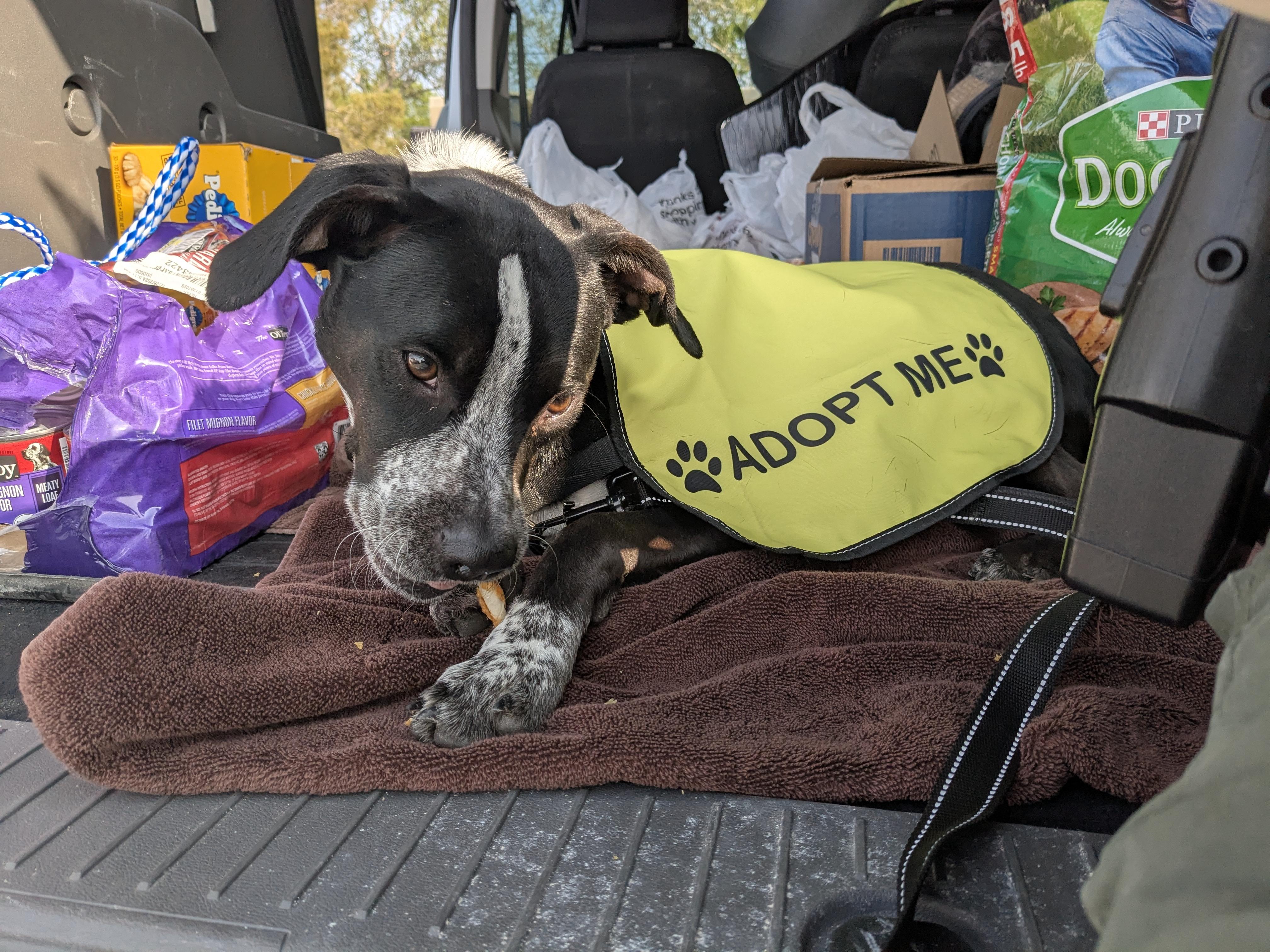 Dog for adoption - Freddie, a German Shorthaired Pointer Mix in Boulder ...