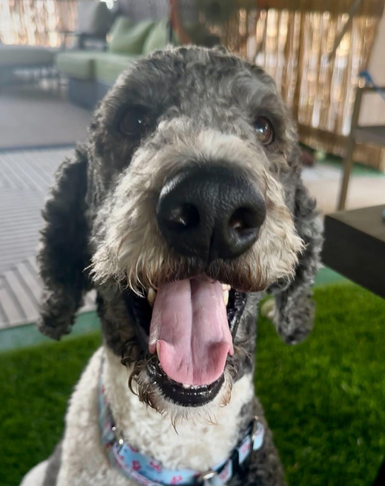 Enlarge Finleyboy, an adopted Sheepadoodle in Garland, TX image 2/4