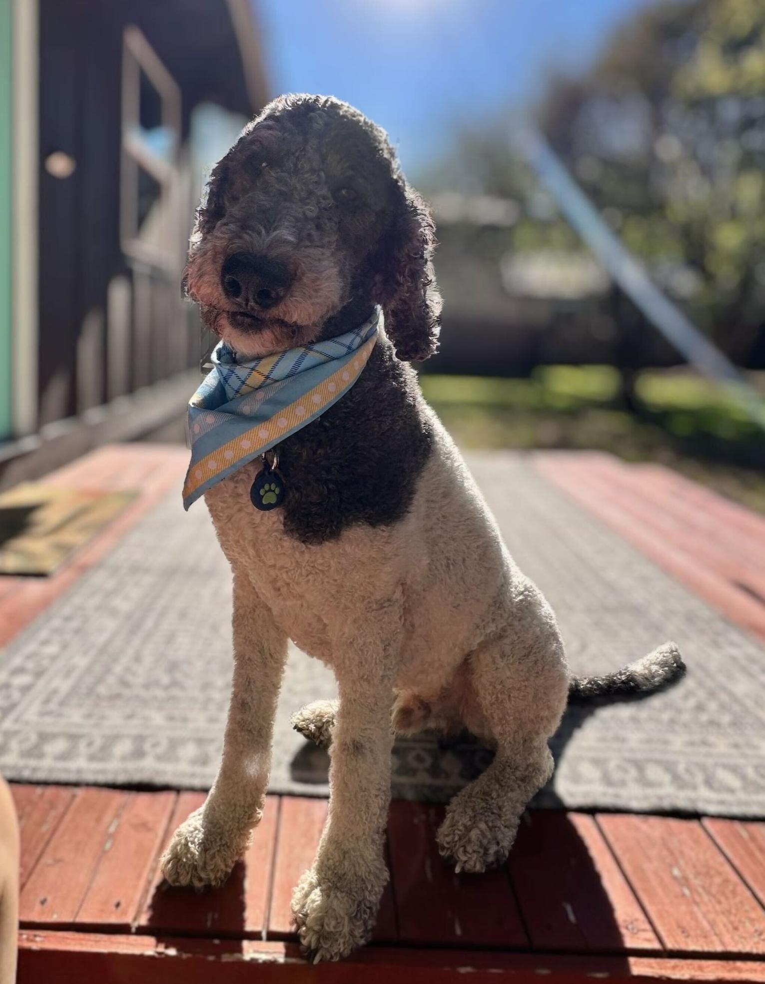 Finleyboy, adopted, Adult Male Sheepadoodle.