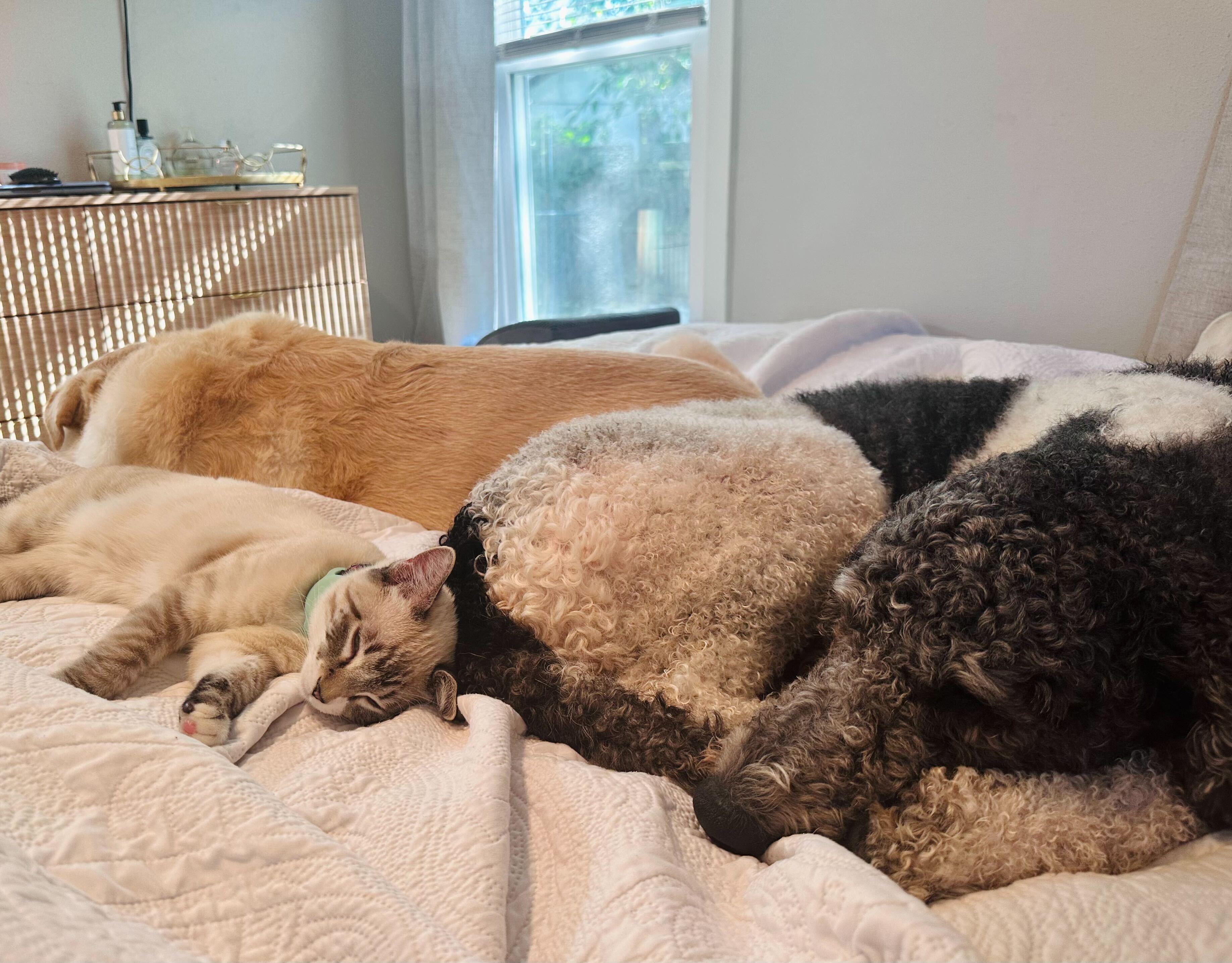 Enlarge Finleyboy, an adopted Sheepadoodle in Garland, TX image 3/4