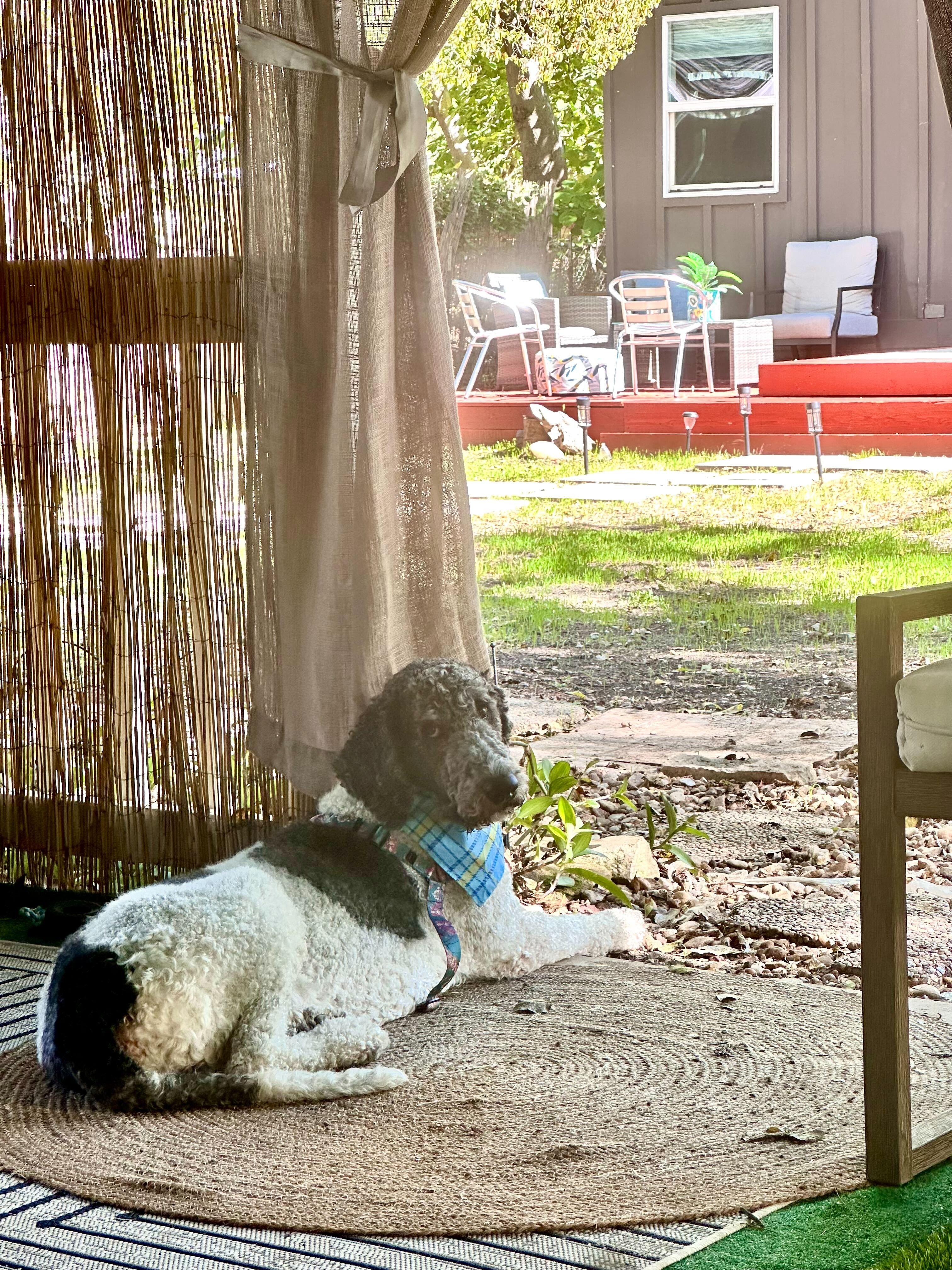 Enlarge Finleyboy, an adopted Sheepadoodle in Garland, TX image 4/4
