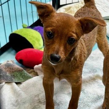 Enlarge Phoebe, a Adoptable Mixed Breed in Poplar Bluff, MO image 1/2