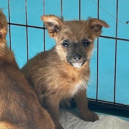 Phoebe, Adoptable, Puppy Female Mixed Breed.