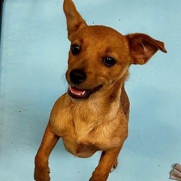 Enlarge Phoebe, a Adoptable Mixed Breed in Poplar Bluff, MO image 2/2