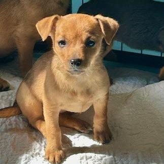 Enlarge Phoebe, a Adoptable Mixed Breed in Poplar Bluff, MO image 2/2
