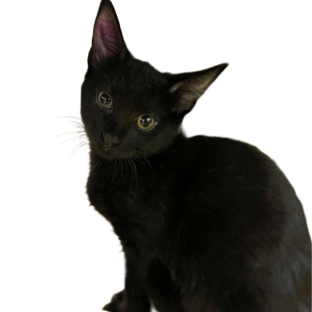 Nyla