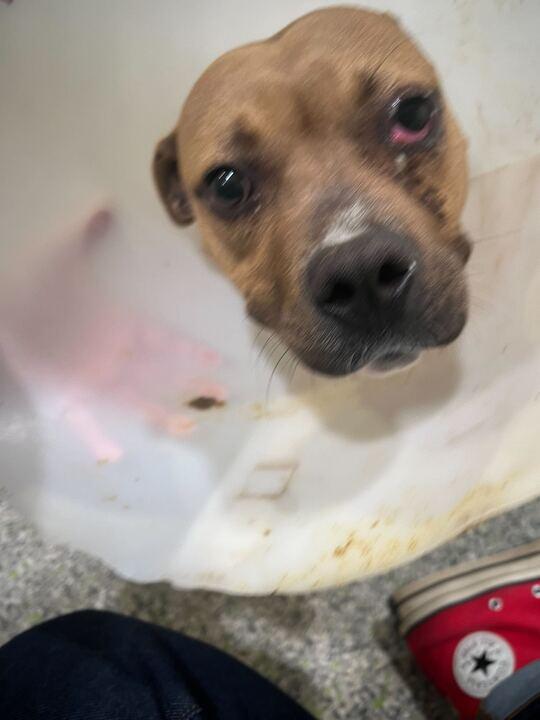 Enlarge Martini, a ADOPTABLE mixed breed in Jackson, MI image 1/3