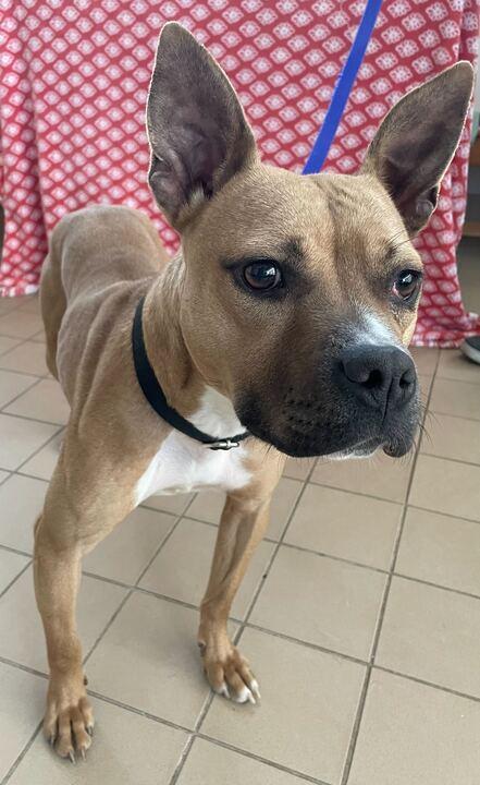 Martini, an adoptable mixed breed in Jackson, MI image 2/6