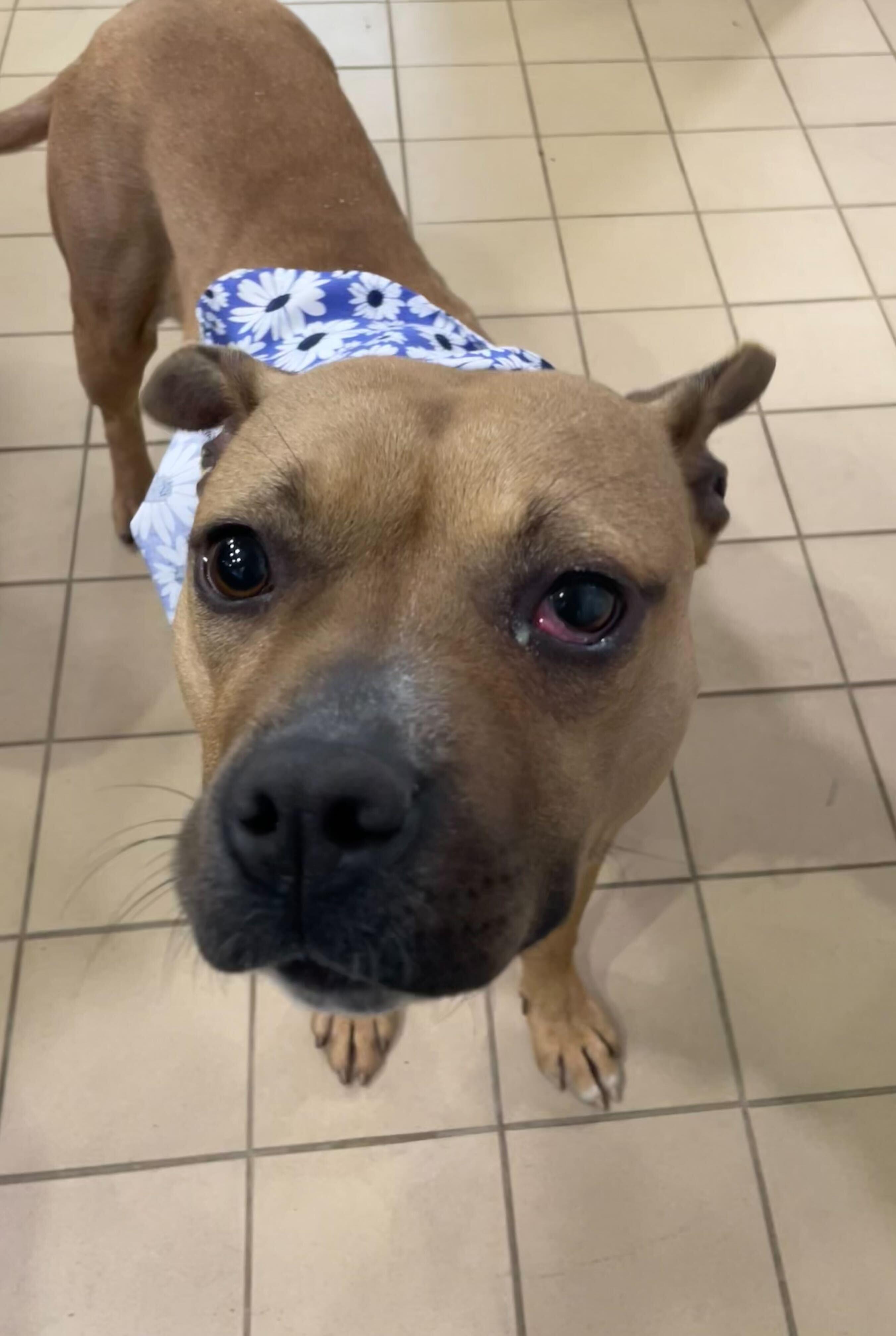 Enlarge Martini, a ADOPTABLE mixed breed in Jackson, MI image 5/6