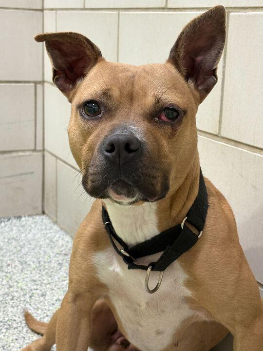 Enlarge Martini, a ADOPTABLE mixed breed in Jackson, MI image 3/6