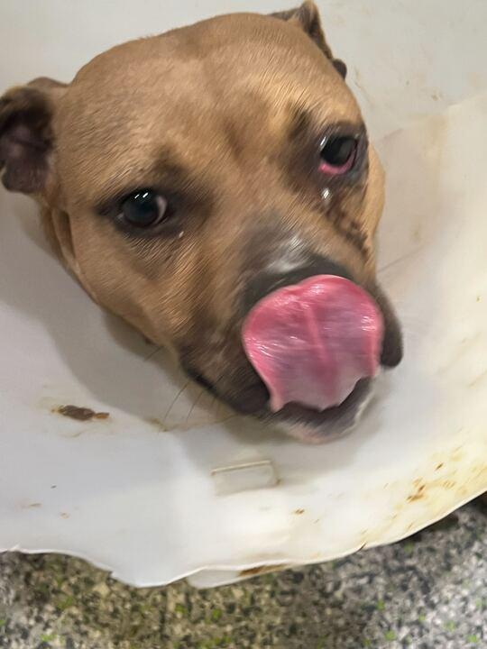 Enlarge Martini, a ADOPTABLE mixed breed in Jackson, MI image 2/3