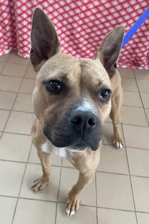 Martini, an adoptable mixed breed in Jackson, MI image 4/6