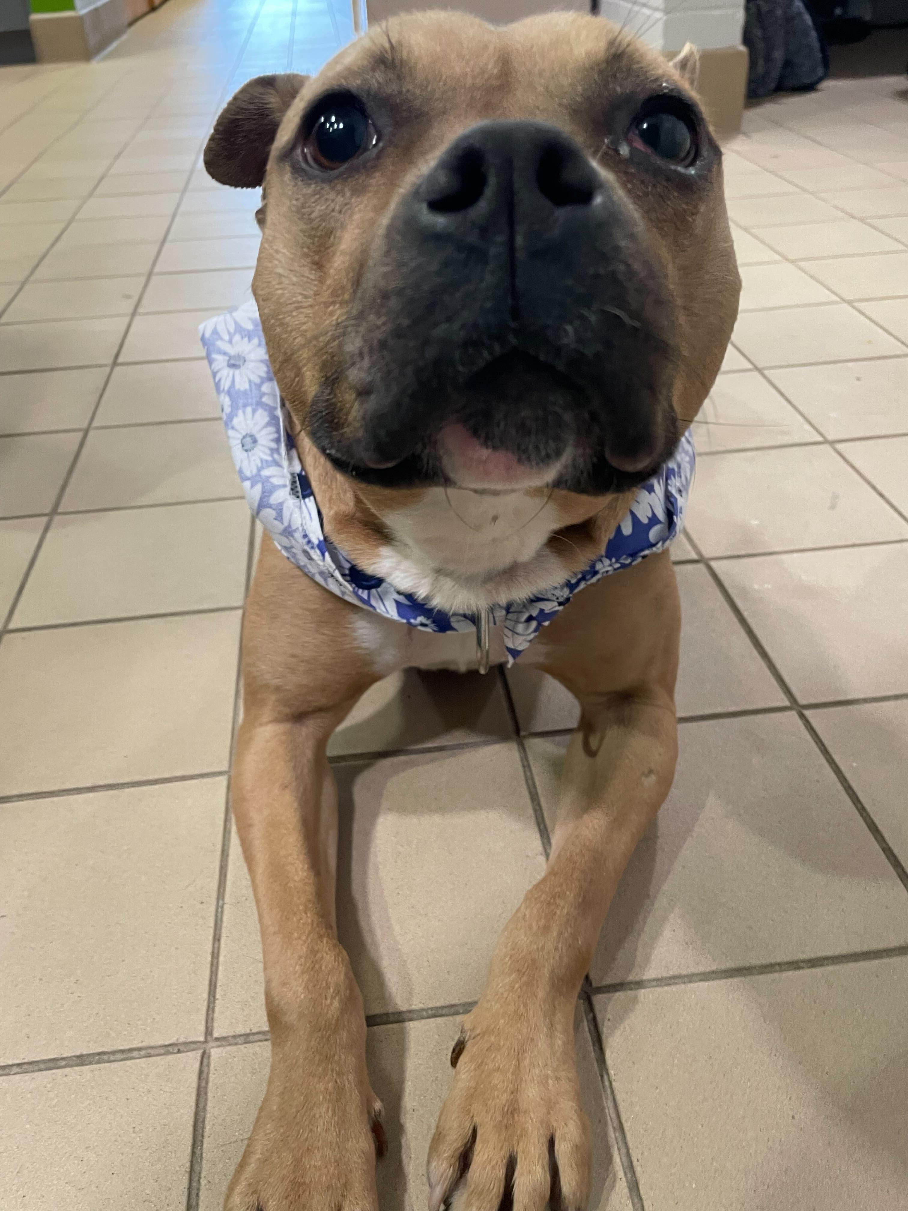 Enlarge Martini, a ADOPTABLE mixed breed in Jackson, MI image 4/6