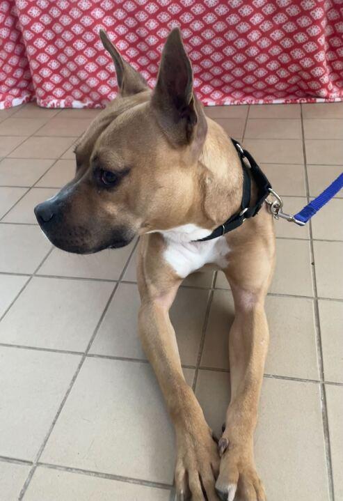 Martini, an adoptable mixed breed in Jackson, MI image 5/6