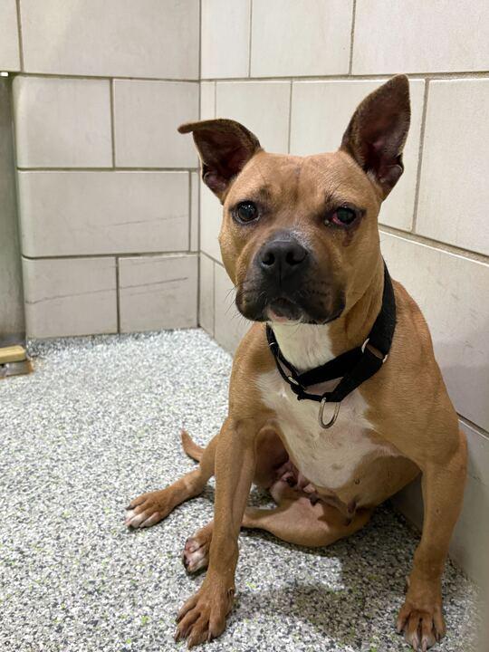 Enlarge Martini, a ADOPTABLE mixed breed in Jackson, MI image 2/6