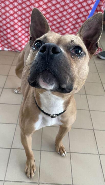 Martini, an adoptable mixed breed in Jackson, MI image 3/6