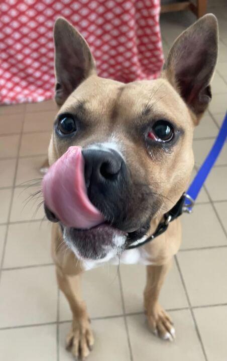 Martini, an adoptable mixed breed in Jackson, MI image 6/6