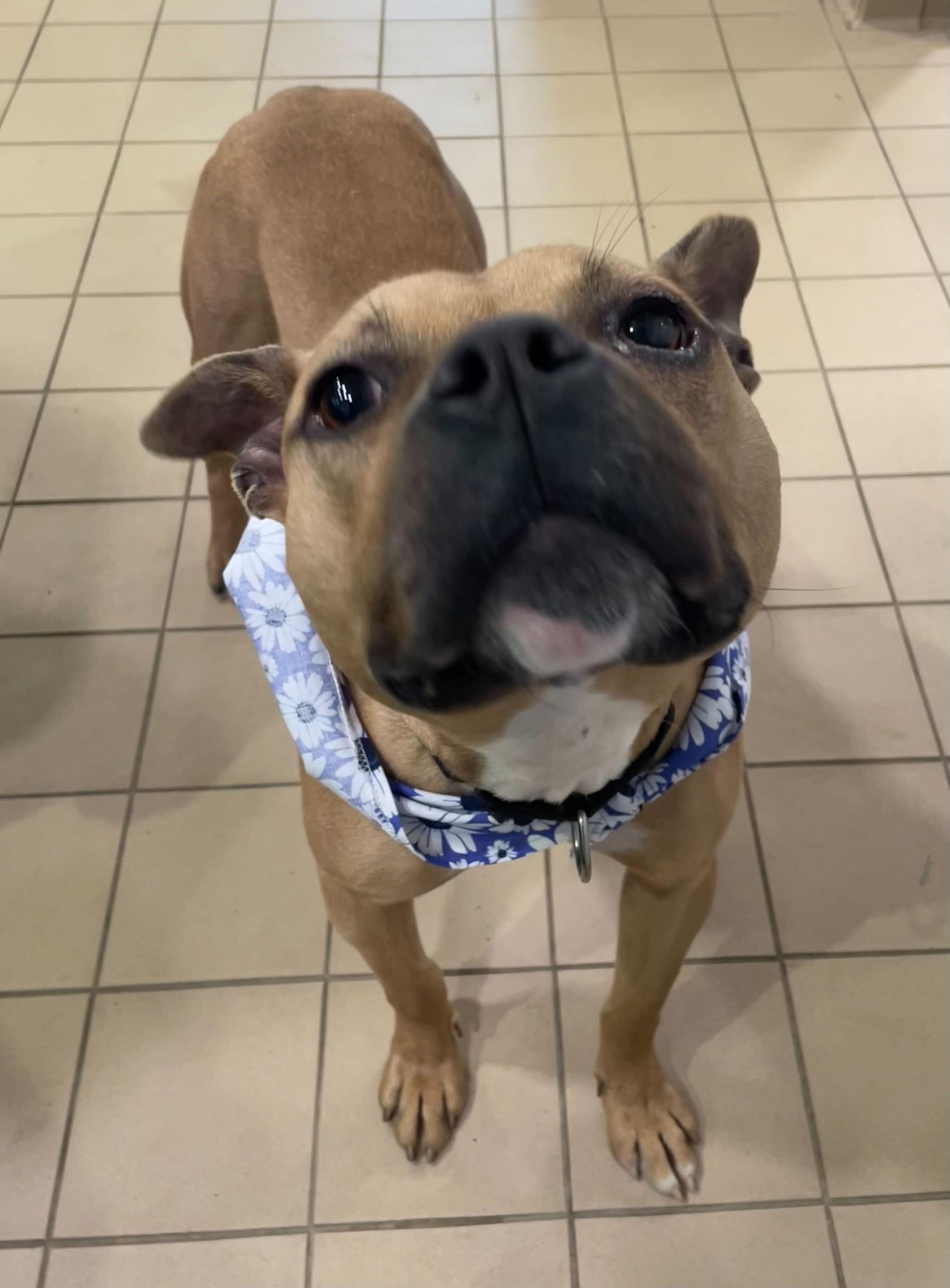 Enlarge Martini, a ADOPTABLE mixed breed in Jackson, MI image 6/6