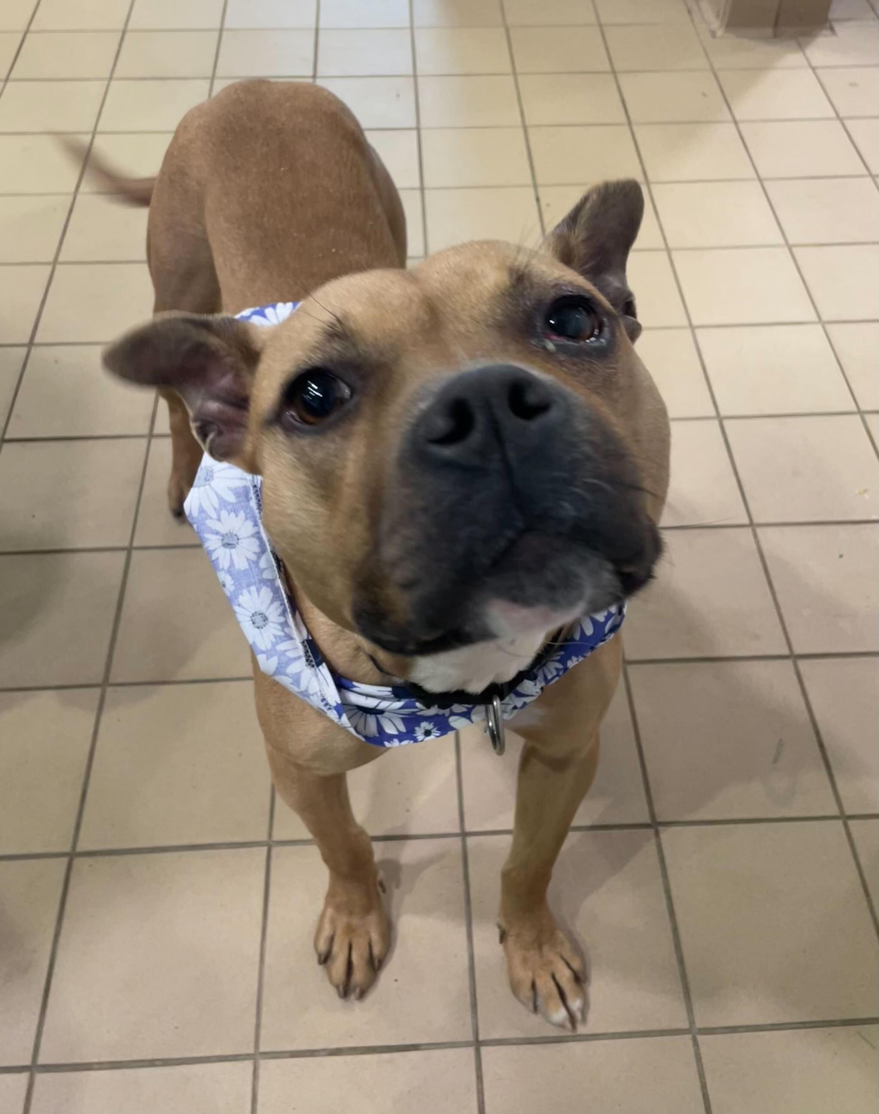 Martini, ADOPTABLE, Adult Female American Bully.