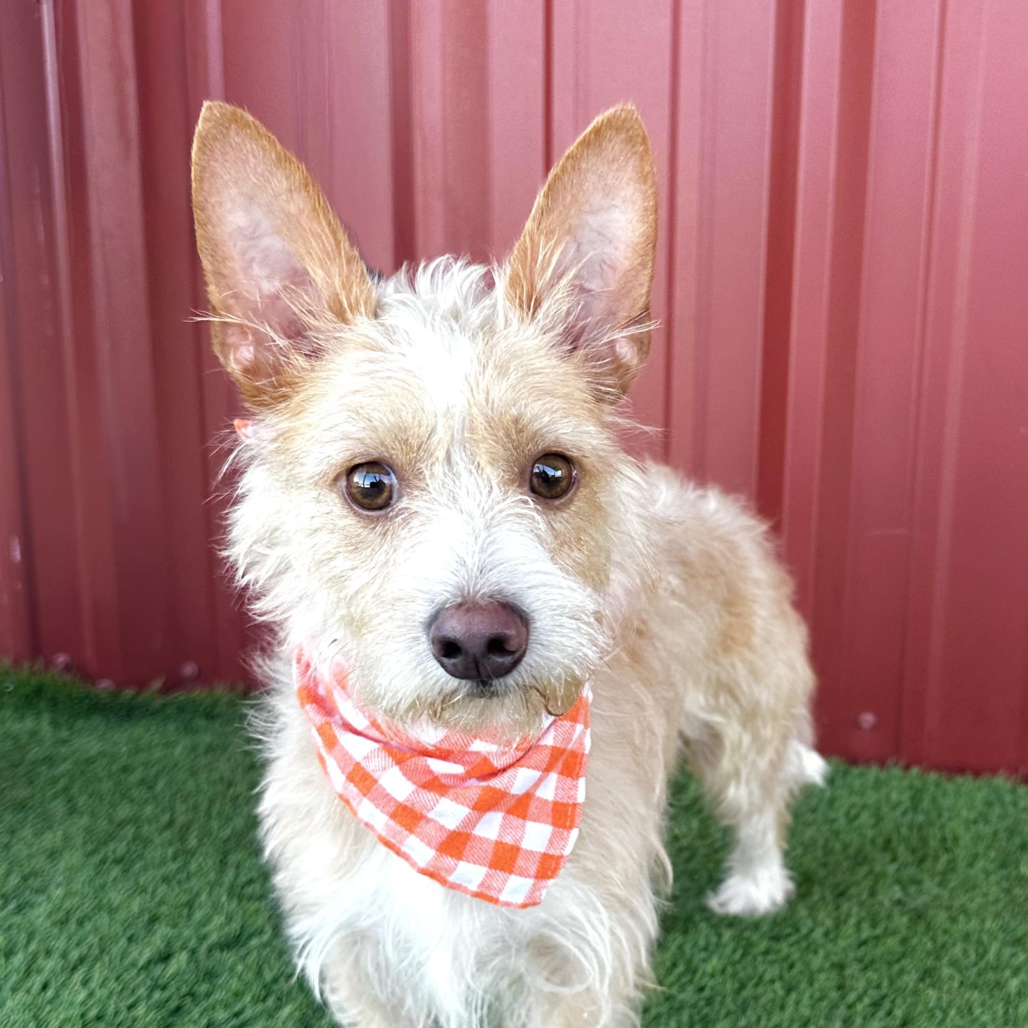 Enlarge Harry, an adopted mixed breed in Lubbock, TX image 1/4