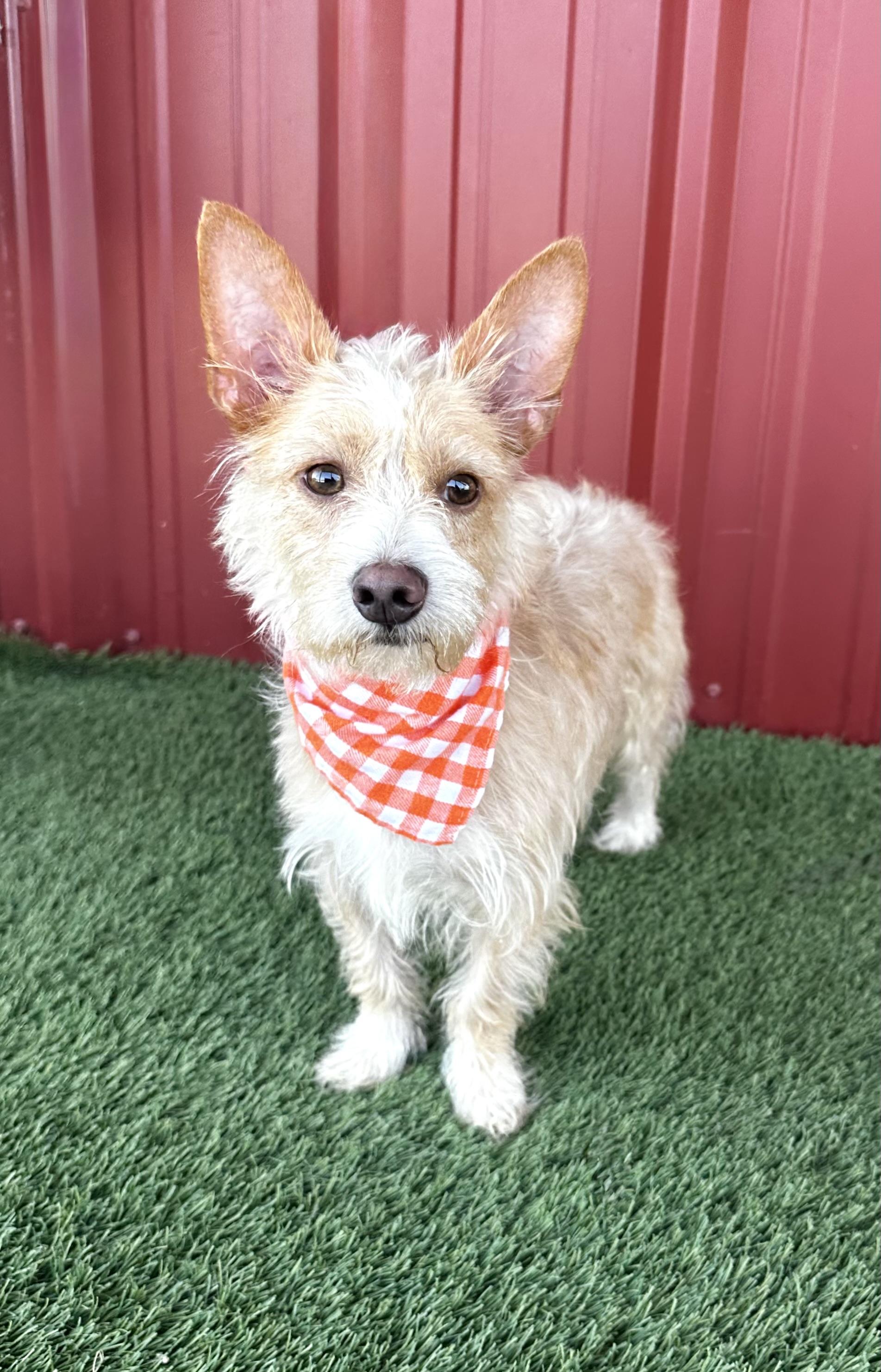 Enlarge Harry, an adopted mixed breed in Lubbock, TX image 2/4