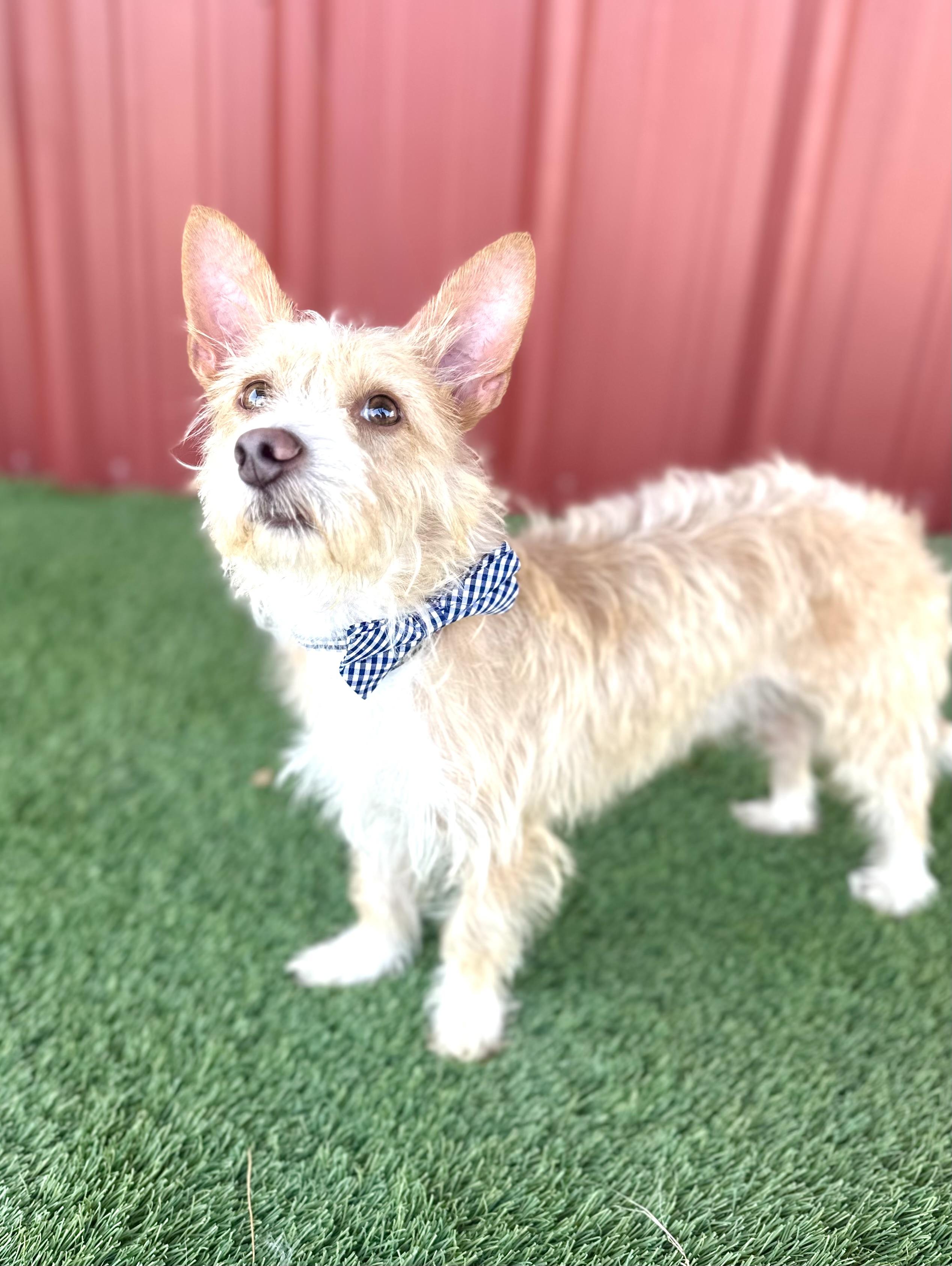 Enlarge Harry, an adopted mixed breed in Lubbock, TX image 3/4