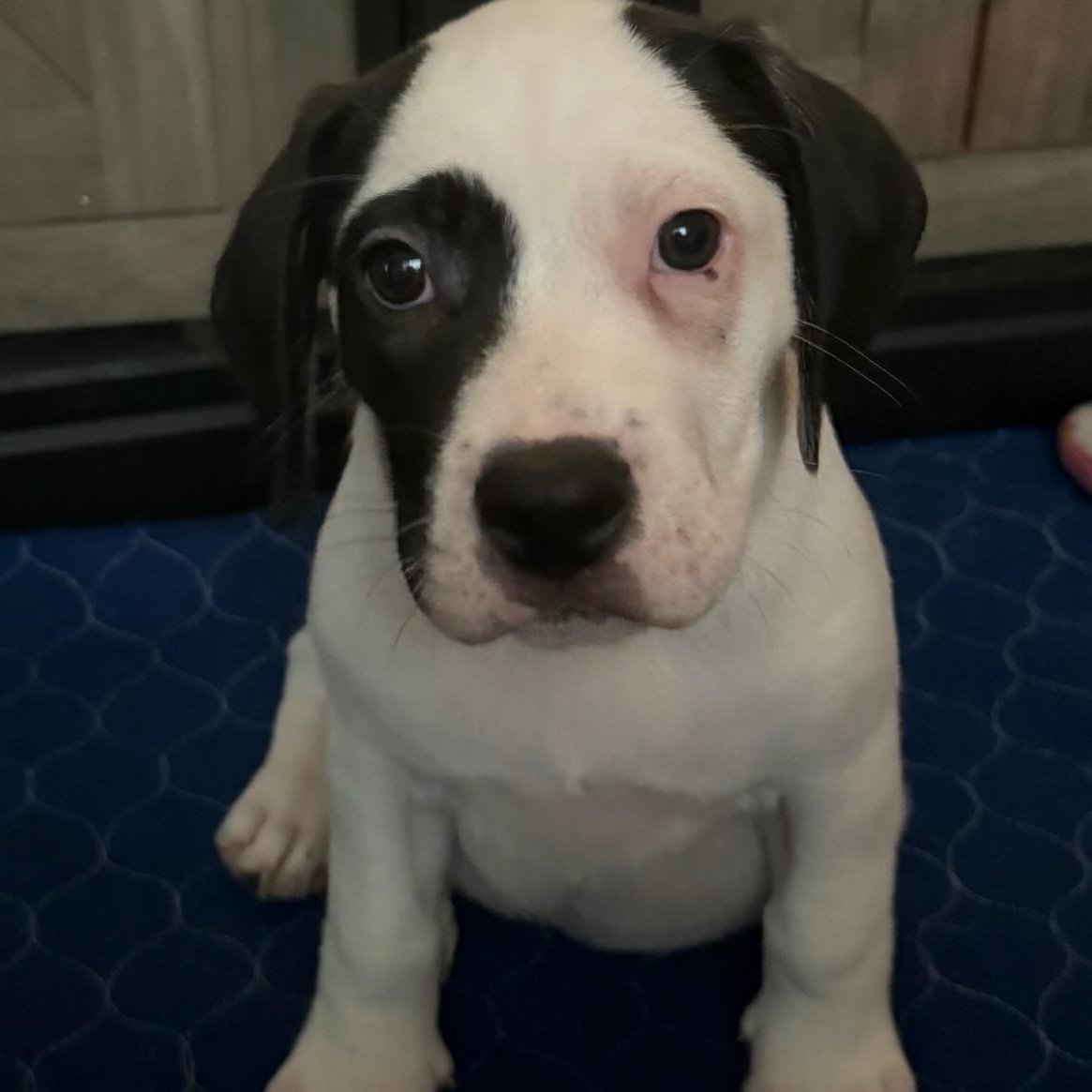 Sprout, a ADOPTABLE mixed breed in Joliet, IL image 1/4