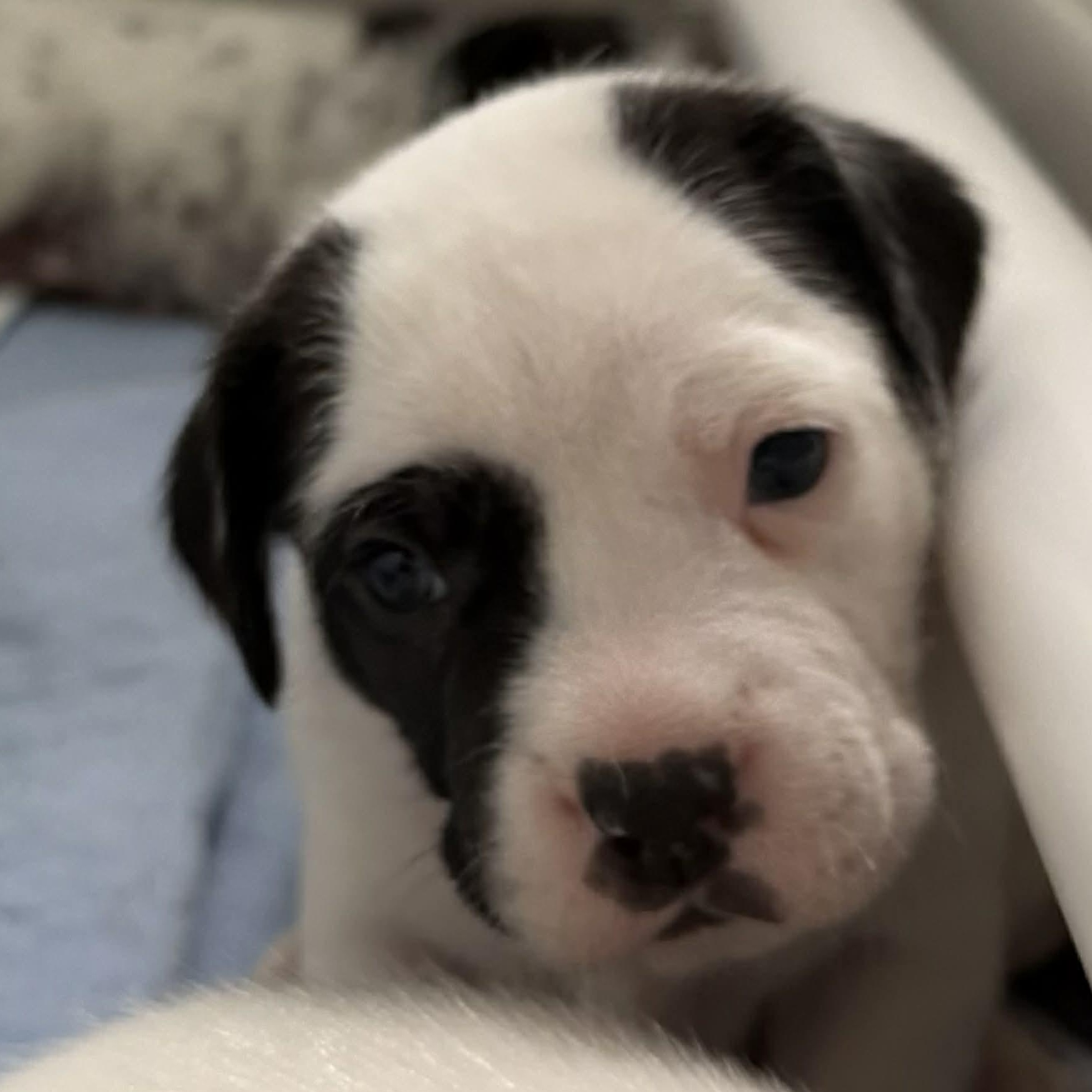 Sprout, a ADOPTABLE mixed breed in Joliet, IL image 4/4