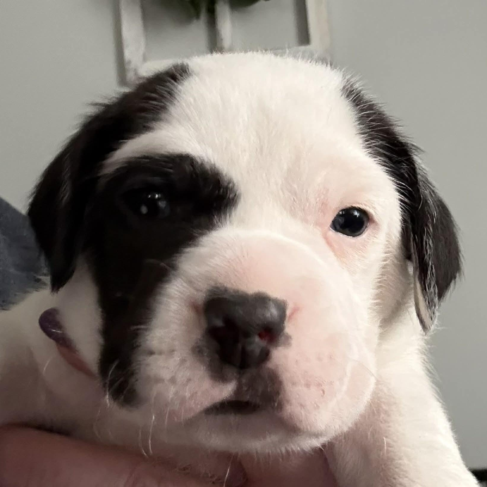Sprout, a ADOPTABLE mixed breed in Joliet, IL image 3/4