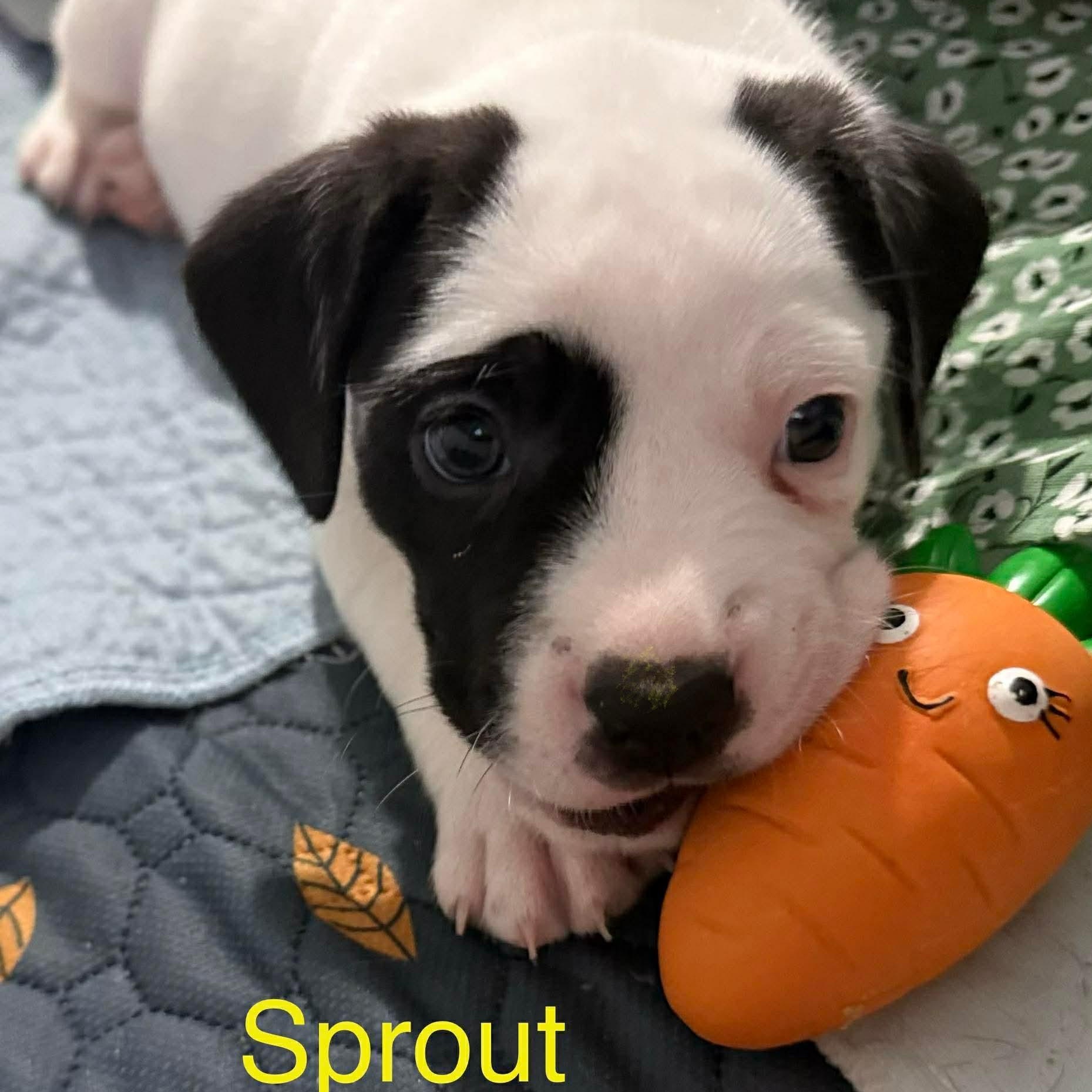 Sprout, a ADOPTABLE mixed breed in Joliet, IL image 2/4