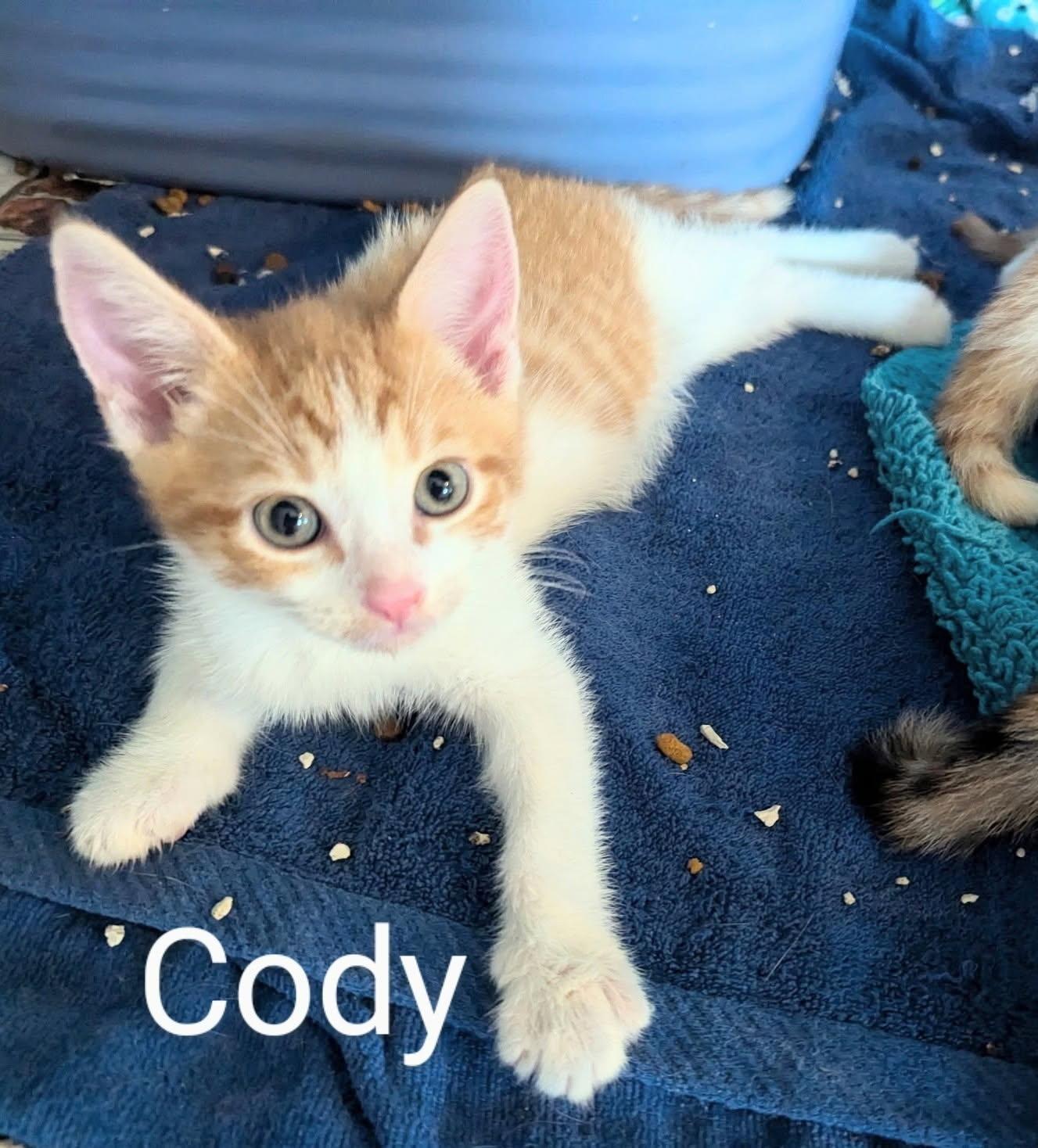 Cody
