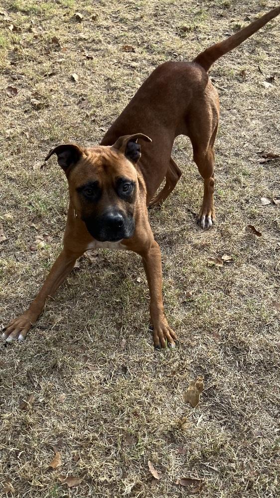 Enlarge Lexi, a Adoptable mixed breed in Tulsa, OK image 1/2