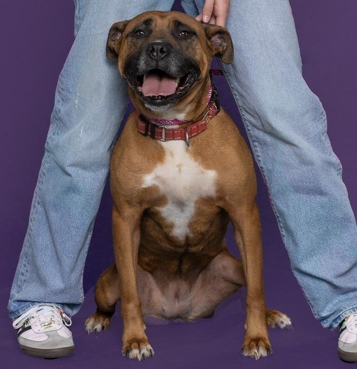 Enlarge Lexi, a Adoptable mixed breed in Tulsa, OK image 4/6