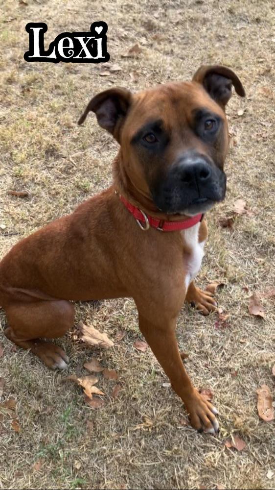 Enlarge Lexi, a Adoptable mixed breed in Tulsa, OK image 2/2