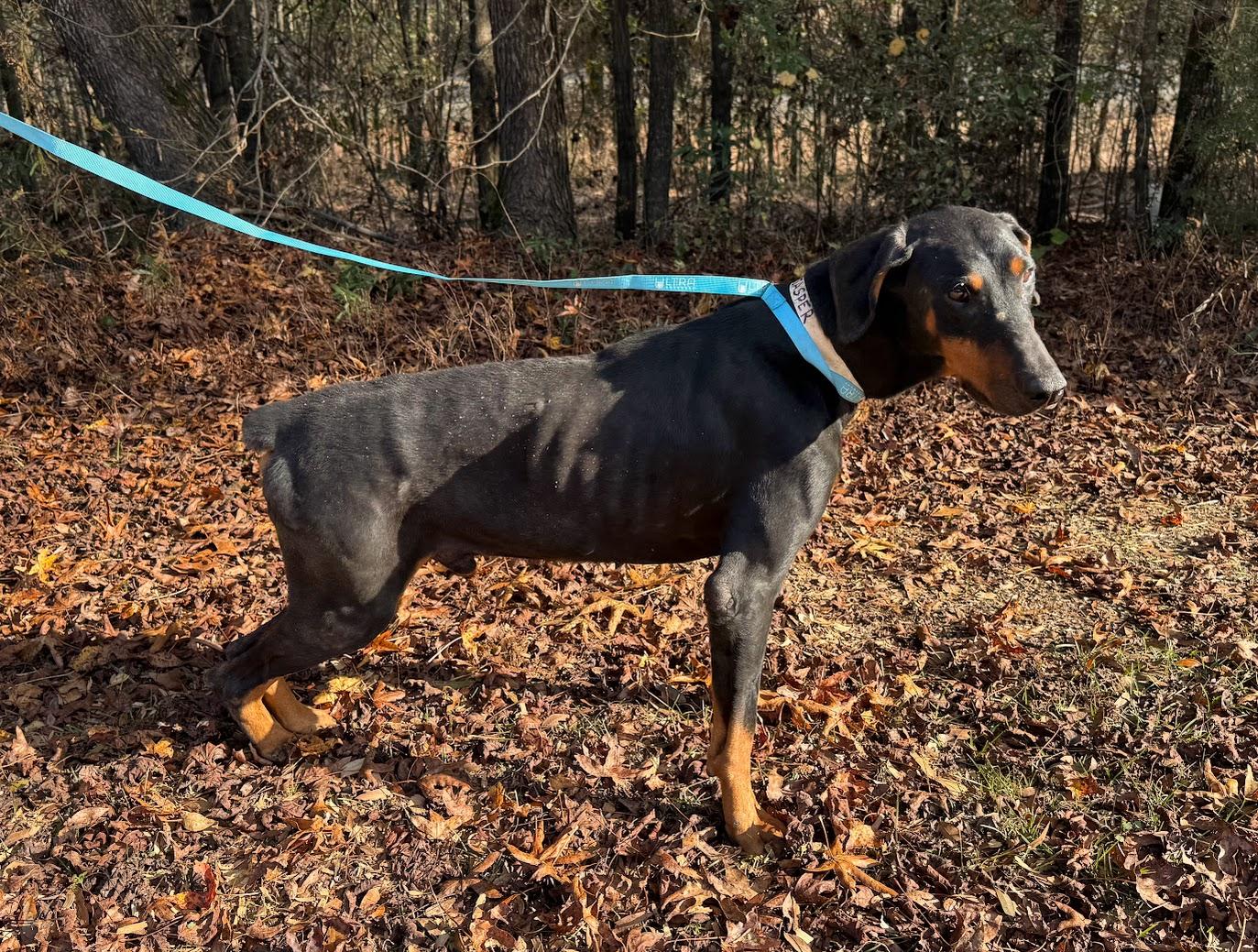 JASPER-Transport available to VT, CT, and PA — thumbnail 2