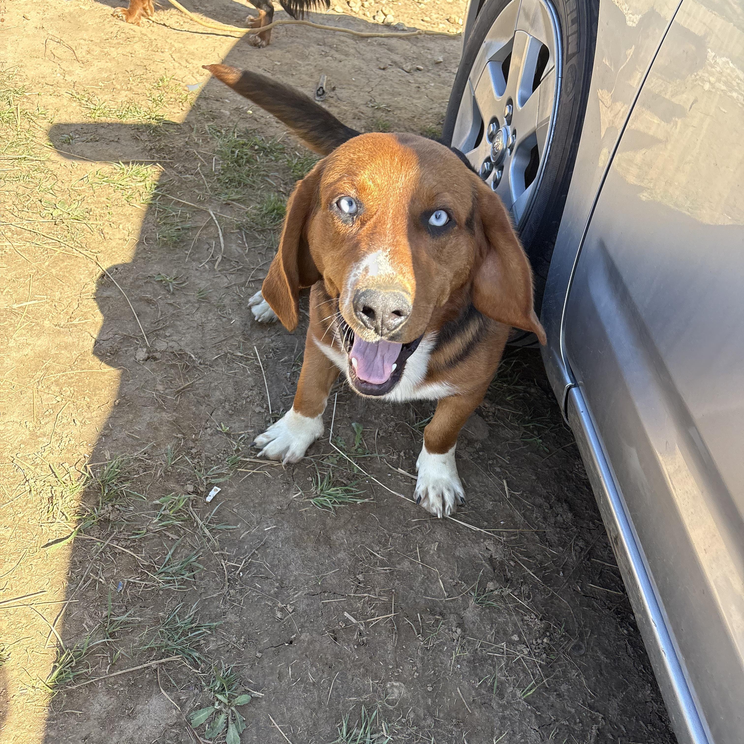 Kujo *Community Post*, an adopted mixed breed in Floyd, VA image 1/6