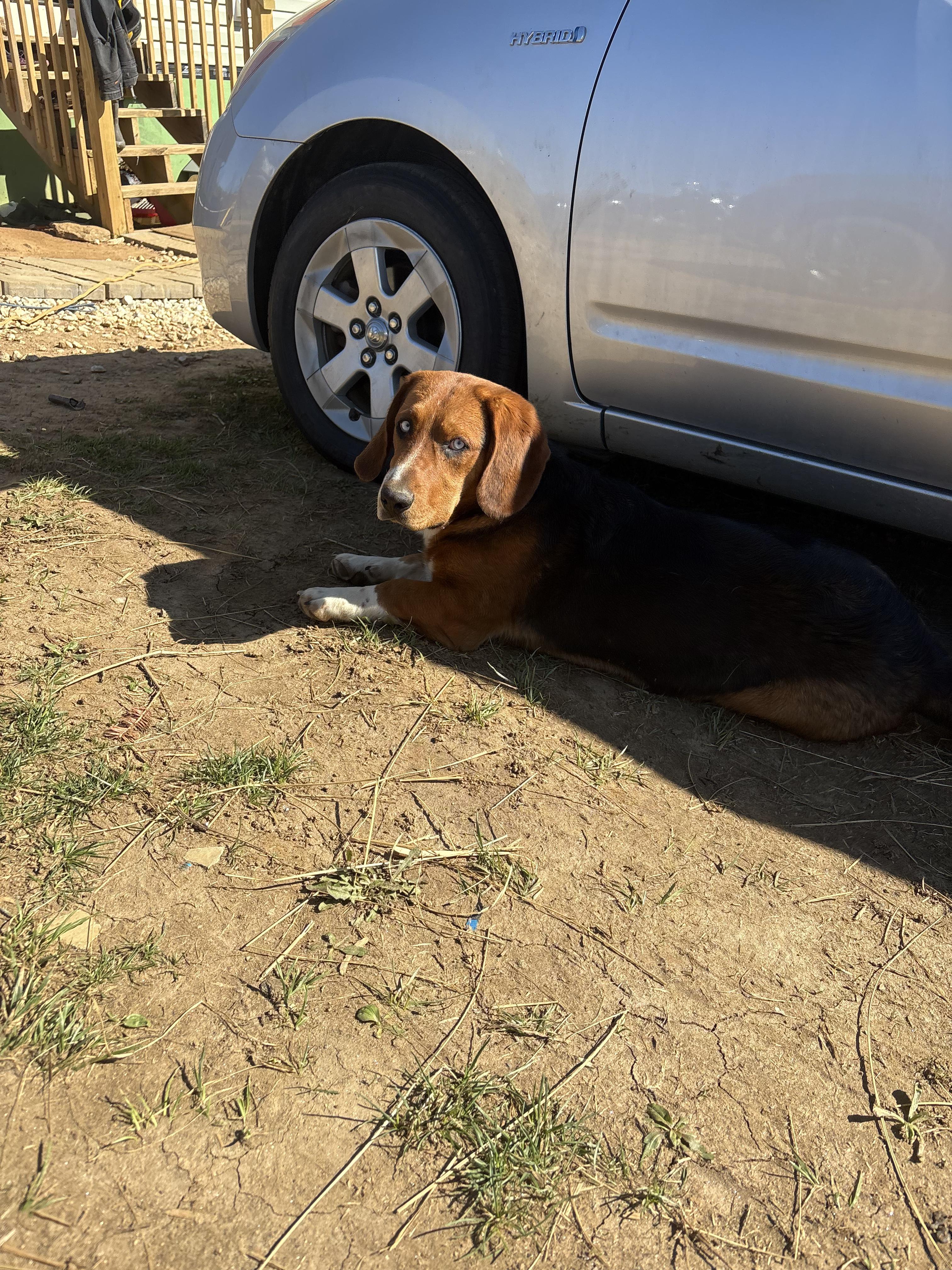 Kujo *Community Post*, an adopted mixed breed in Floyd, VA image 5/6