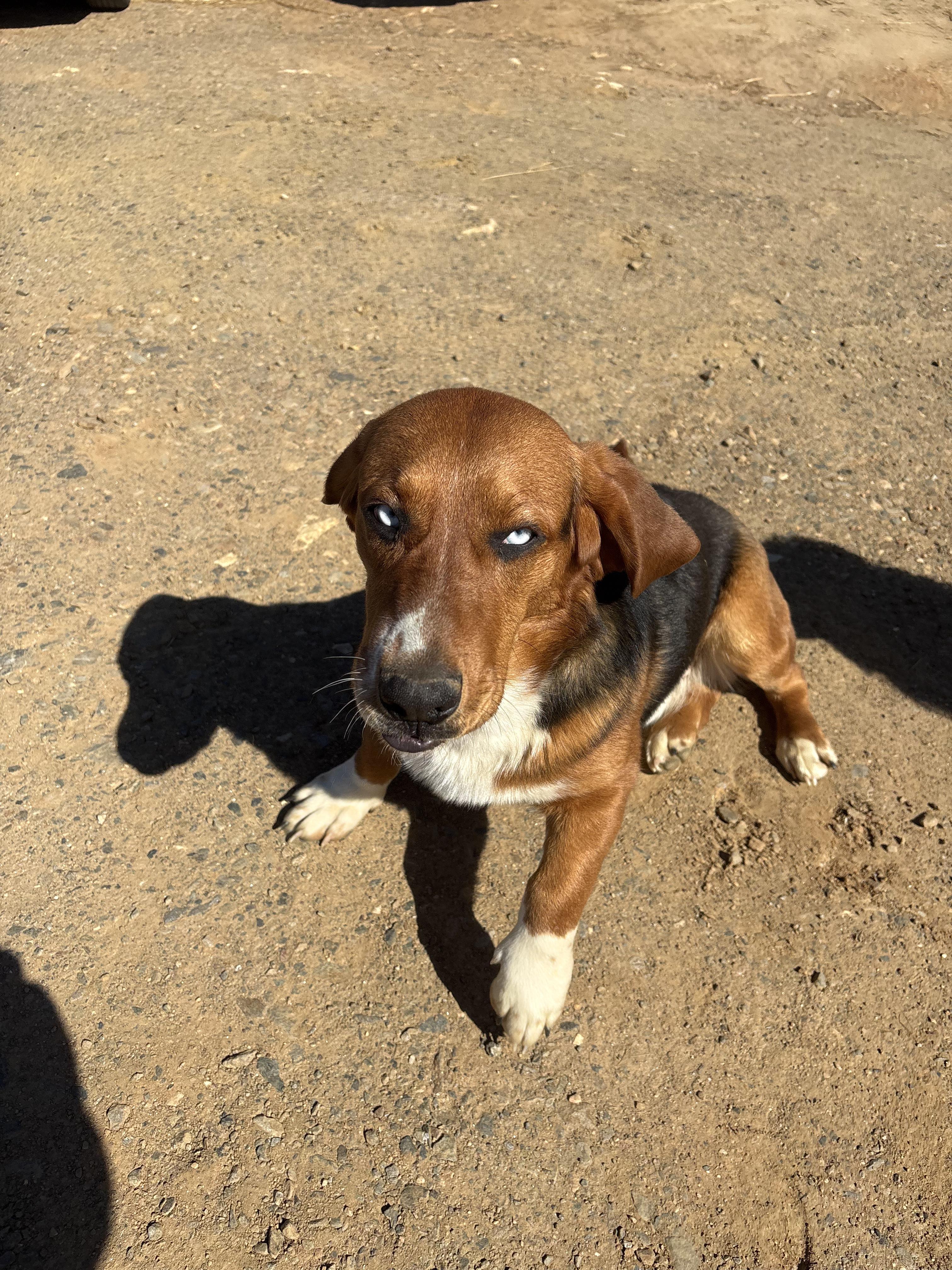 Kujo *Community Post*, an adopted mixed breed in Floyd, VA image 6/6