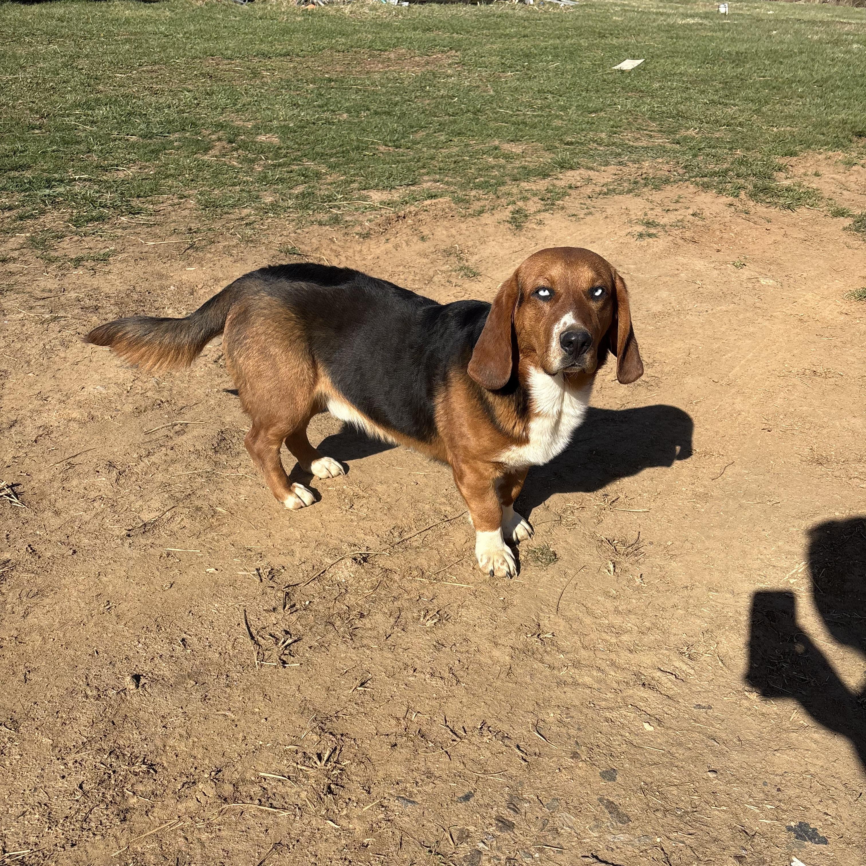Kujo *Community Post*, an adopted mixed breed in Floyd, VA image 2/6