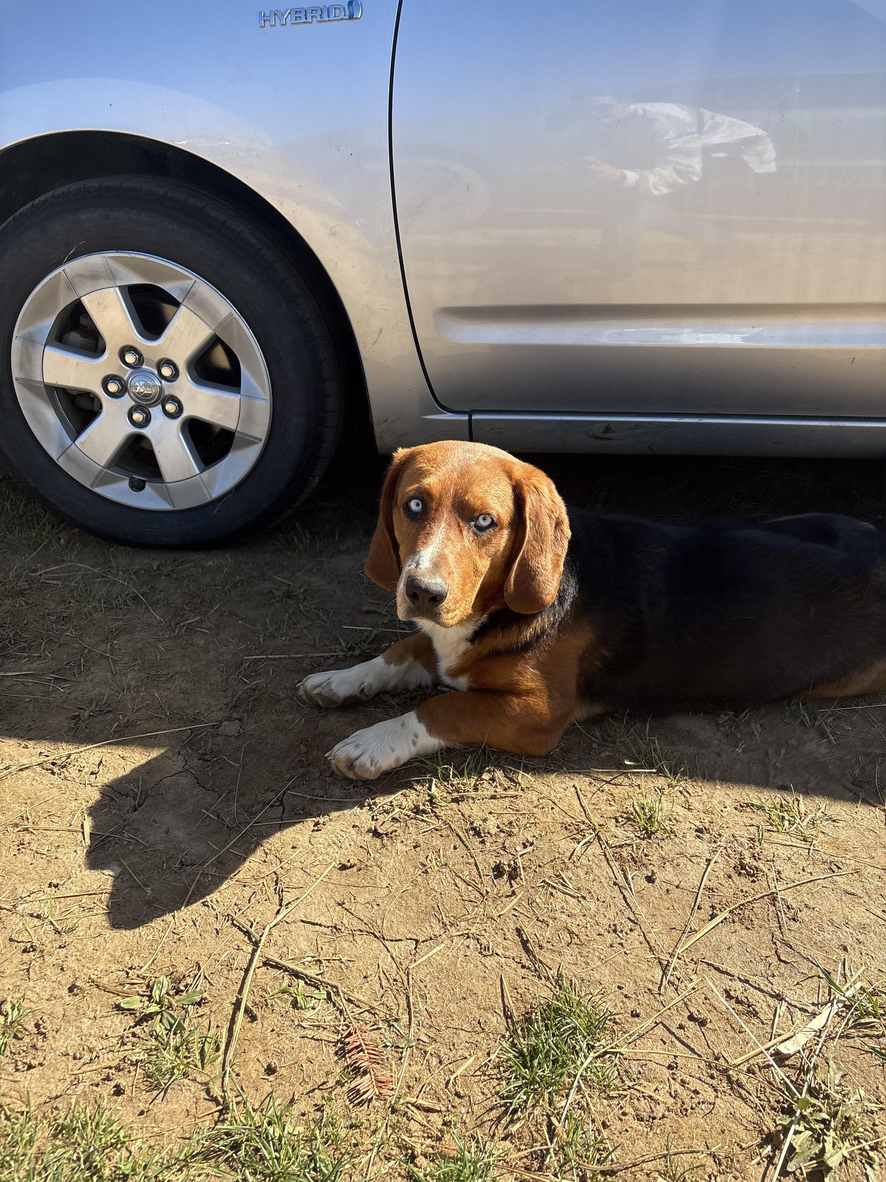 Kujo *Community Post*, an adopted mixed breed in Floyd, VA image 4/6